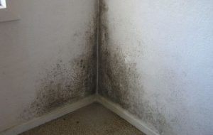 black-mould